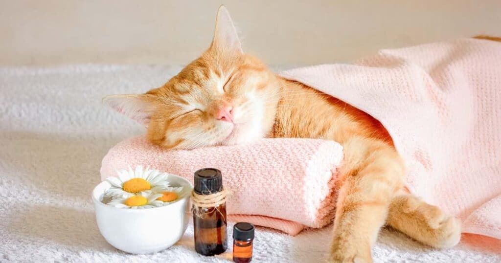 comfy-sleeping-cat-with-essential-oils