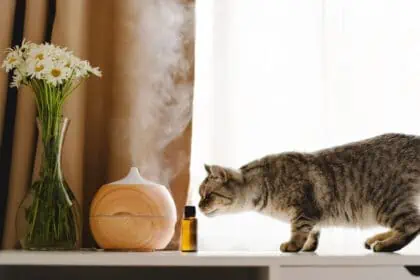 diffusing essential oils at home with pets