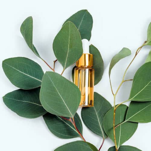 eucalyptus-oil