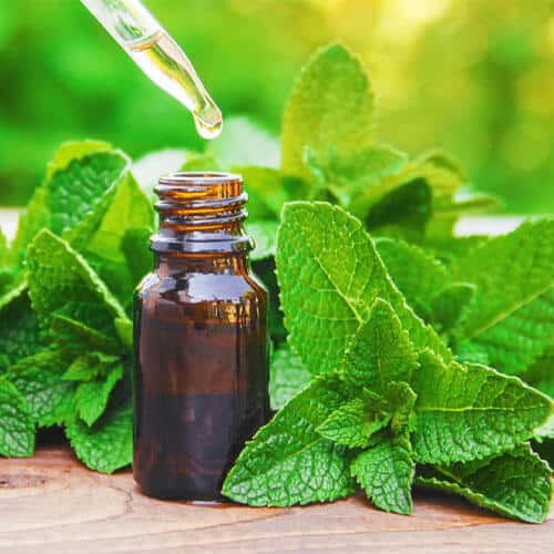 peppermint-oil