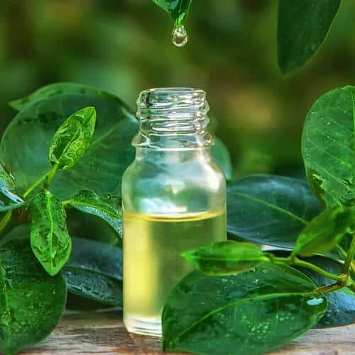 tea-tree-oil