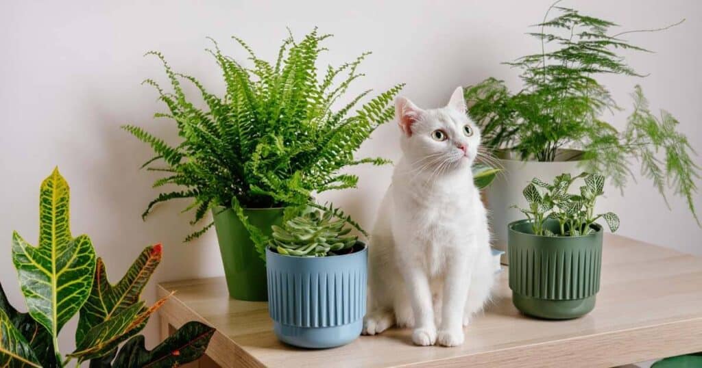 white-cat-at-home-with-potted-plants