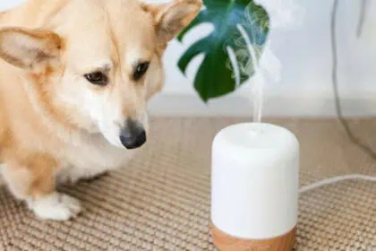 pet-safe and allergy-safe home fragrances