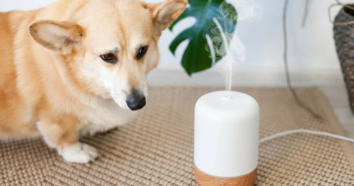 pet-safe and allergy-safe home fragrances