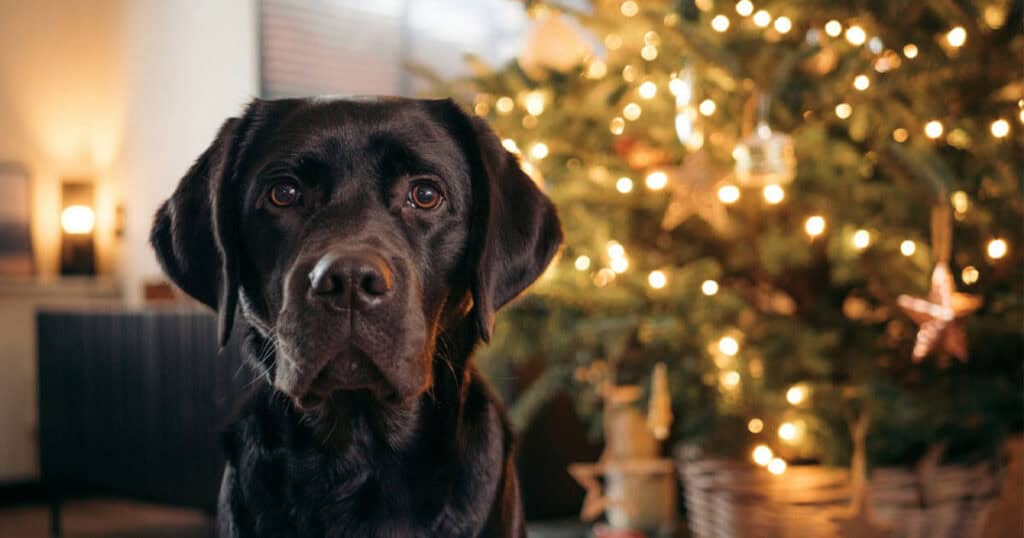 7 Ways to Make an Artificial Christmas Tree Smell Real 17 dog in front of a bright christmas tree